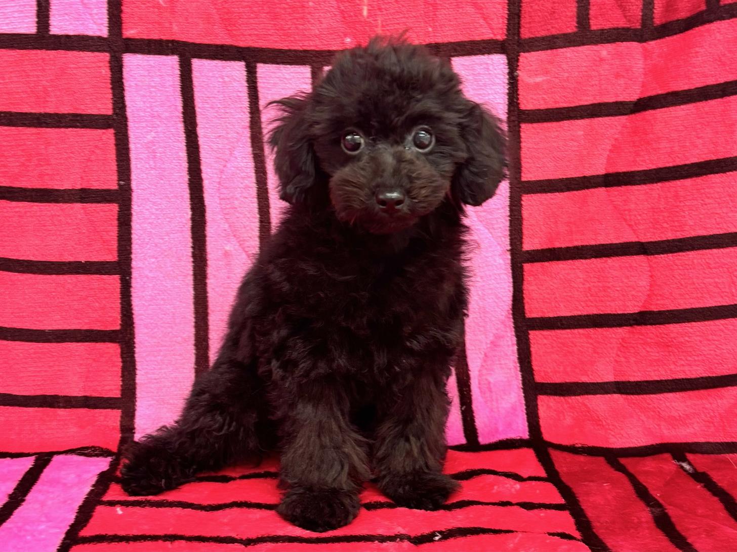 愛知県のトイプードル(トイ) (ハピースペット春日井アミーゴ店/2025年8月10日生まれ/男の子/ブラック)の子犬の1枚目の画像