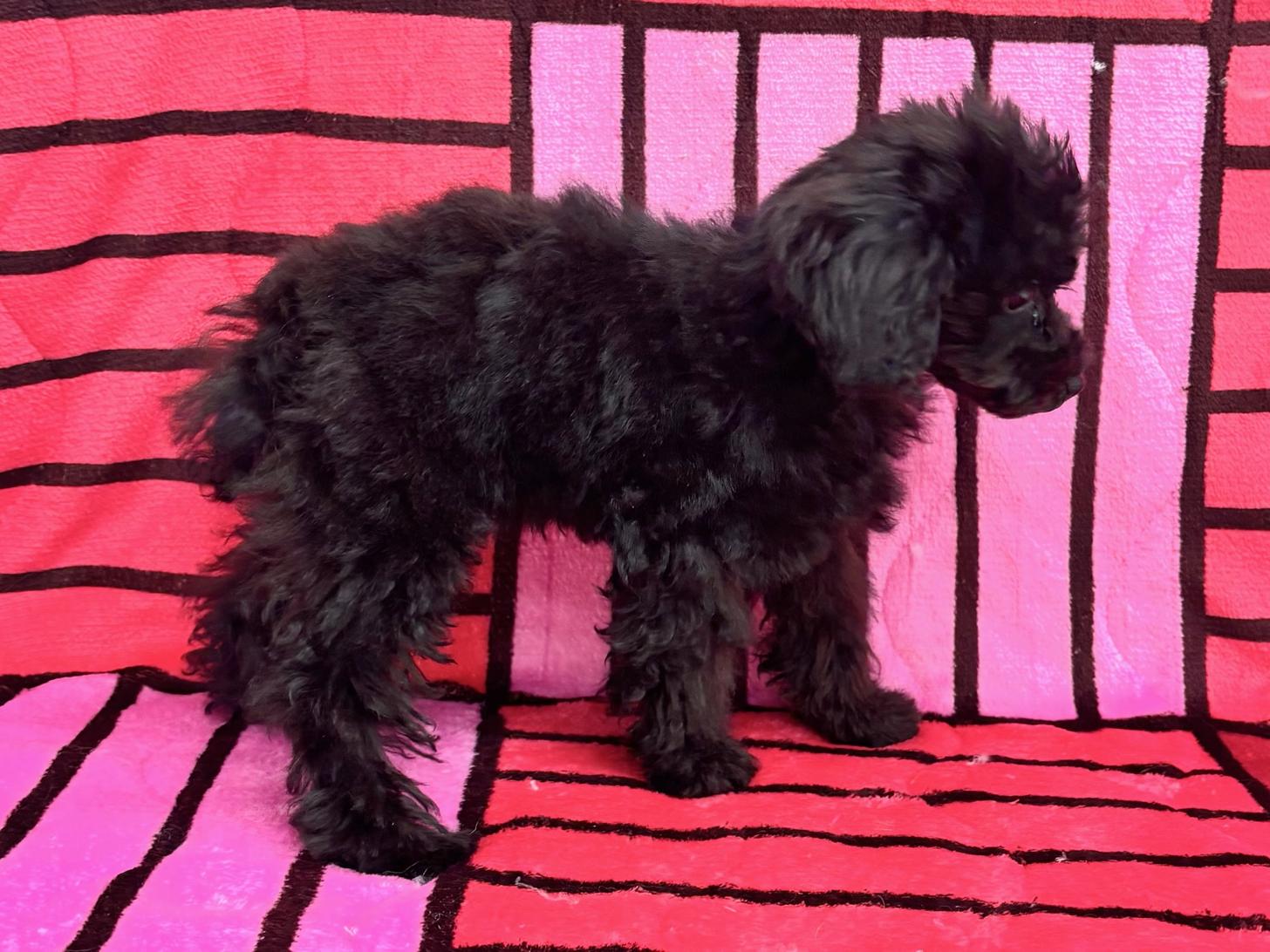 愛知県のトイプードル(トイ) (ハピースペット春日井アミーゴ店/2025年8月10日生まれ/男の子/ブラック)の子犬の3枚目の画像