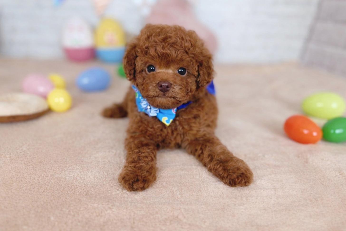 北海道のトイプードル(トイ) (ペットショップだんぼ/2026年1月22日生まれ/男の子/レッド)の子犬の4枚目の画像
