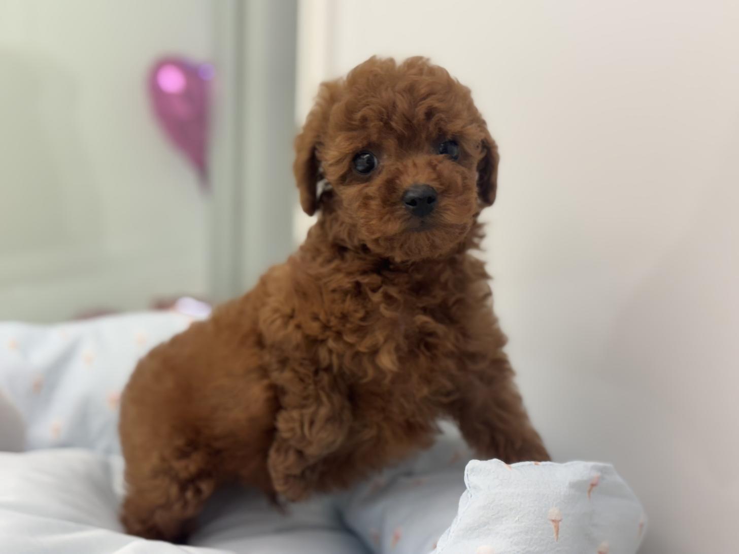 神奈川県のトイプードル(トイ) (Doggy Style 小田原店/2026年3月13日生まれ/男の子/レッド)の子犬