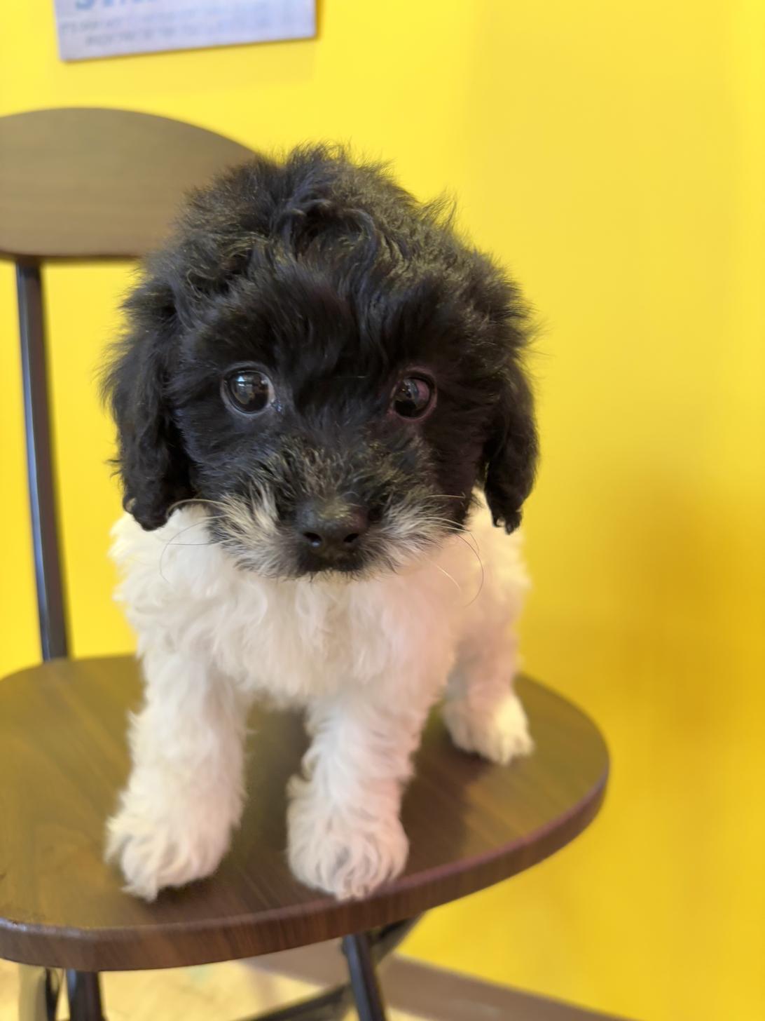 埼玉県のマルプー(マルチーズ×プードル) (ペッツスマイル南中野店/2025年12月12日生まれ/男の子/その他色)の子犬の1枚目の画像