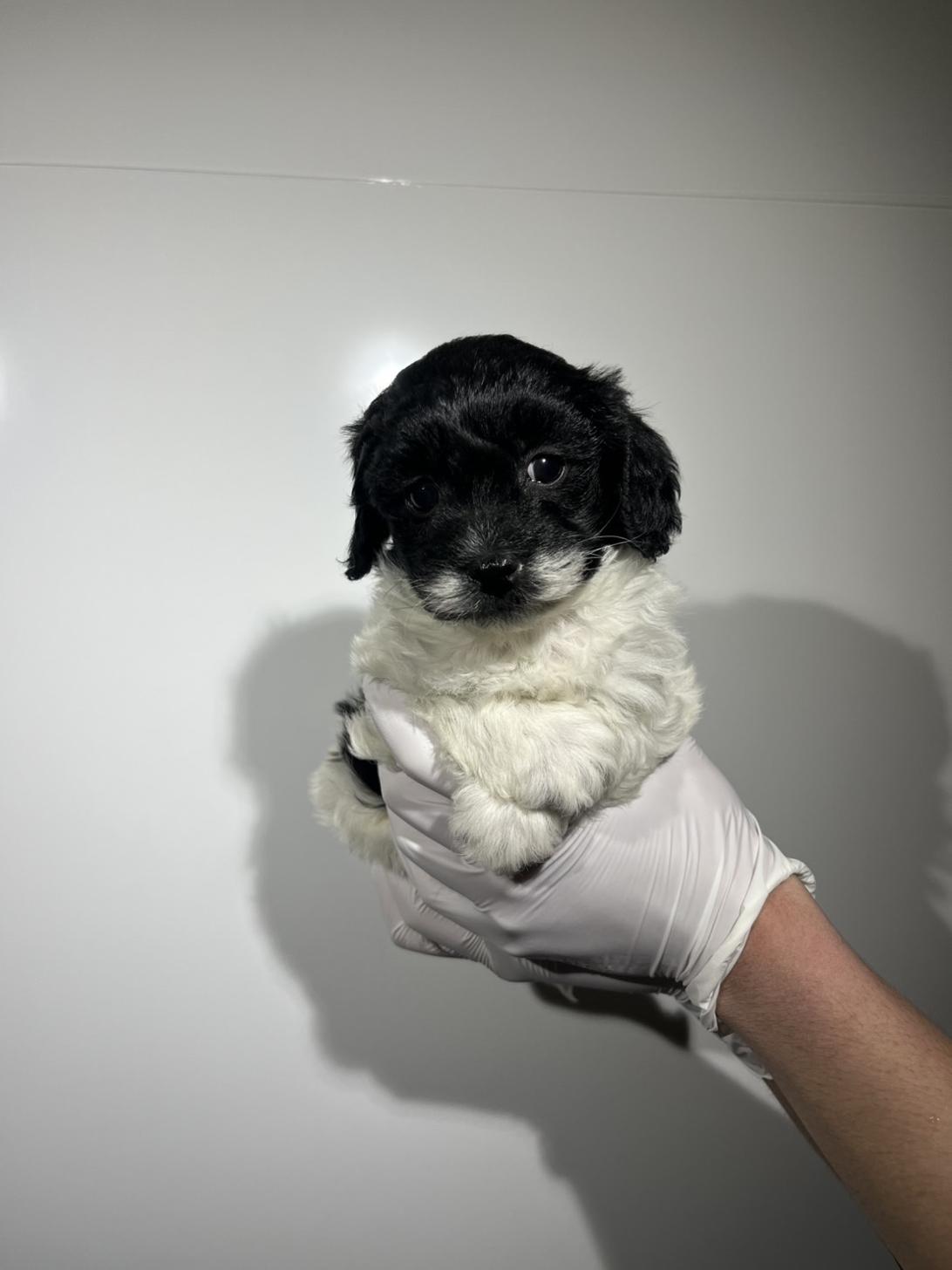 埼玉県のマルプー(マルチーズ×プードル) (ペッツスマイル南中野店/2025年12月12日生まれ/男の子/その他色)の子犬の1枚目の画像