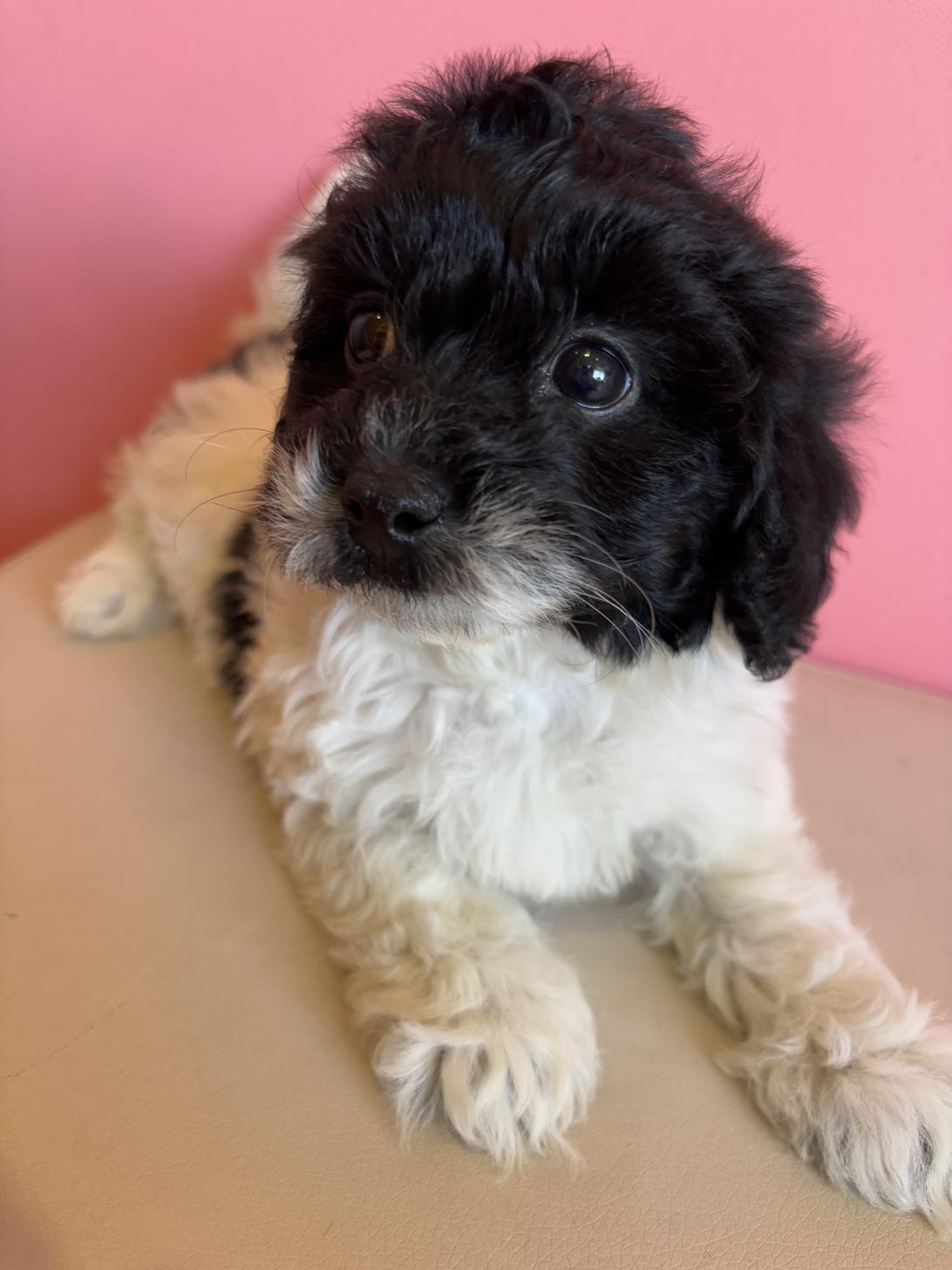 埼玉県のマルプー(マルチーズ×プードル) (ペッツスマイル南中野店/2025年12月12日生まれ/男の子/その他色)の子犬の2枚目の画像