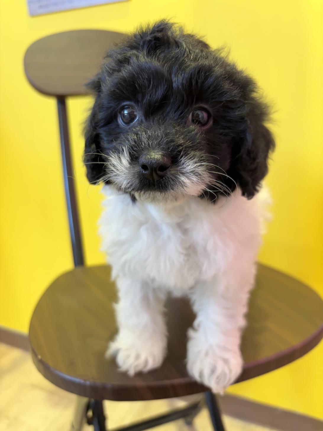 埼玉県のマルプー(マルチーズ×プードル) (ペッツスマイル南中野店/2025年12月12日生まれ/男の子/その他色)の子犬の3枚目の画像