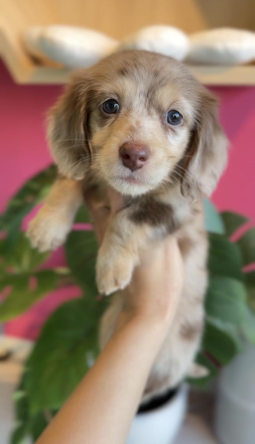 埼玉県のミニチュアダックスフンド(ロング) (PET SHOP Tiny tales/2025年12月29日生まれ/男の子/チョコレートダップル)の子犬の1枚目の画像