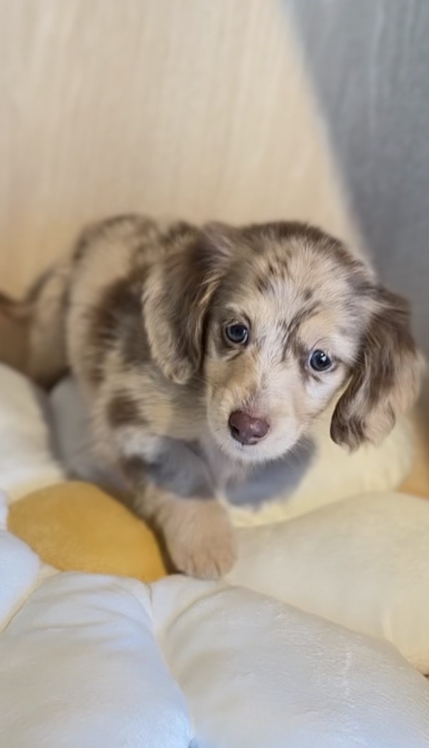 埼玉県のミニチュアダックスフンド(ロング) (PET SHOP Tiny tales/2025年12月29日生まれ/男の子/チョコレートダップル)の子犬の2枚目の画像