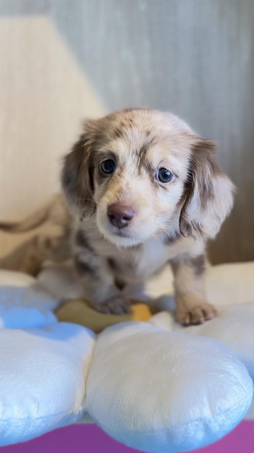 埼玉県のミニチュアダックスフンド(ロング) (PET SHOP Tiny tales/2025年12月29日生まれ/男の子/チョコレートダップル)の子犬の3枚目の画像