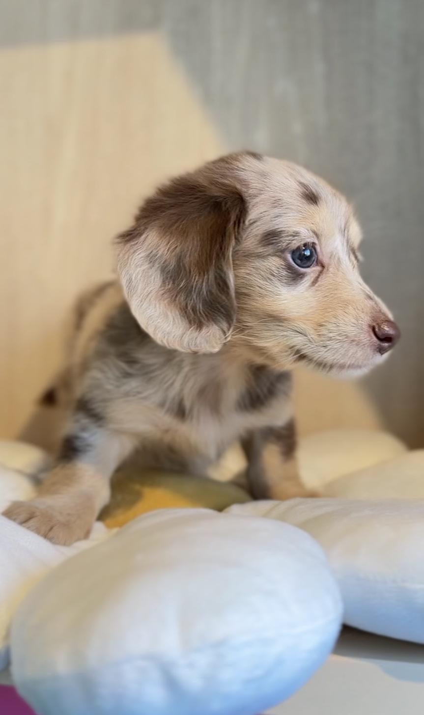 埼玉県のミニチュアダックスフンド(ロング) (PET SHOP Tiny tales/2025年12月29日生まれ/男の子/チョコレートダップル)の子犬の4枚目の画像