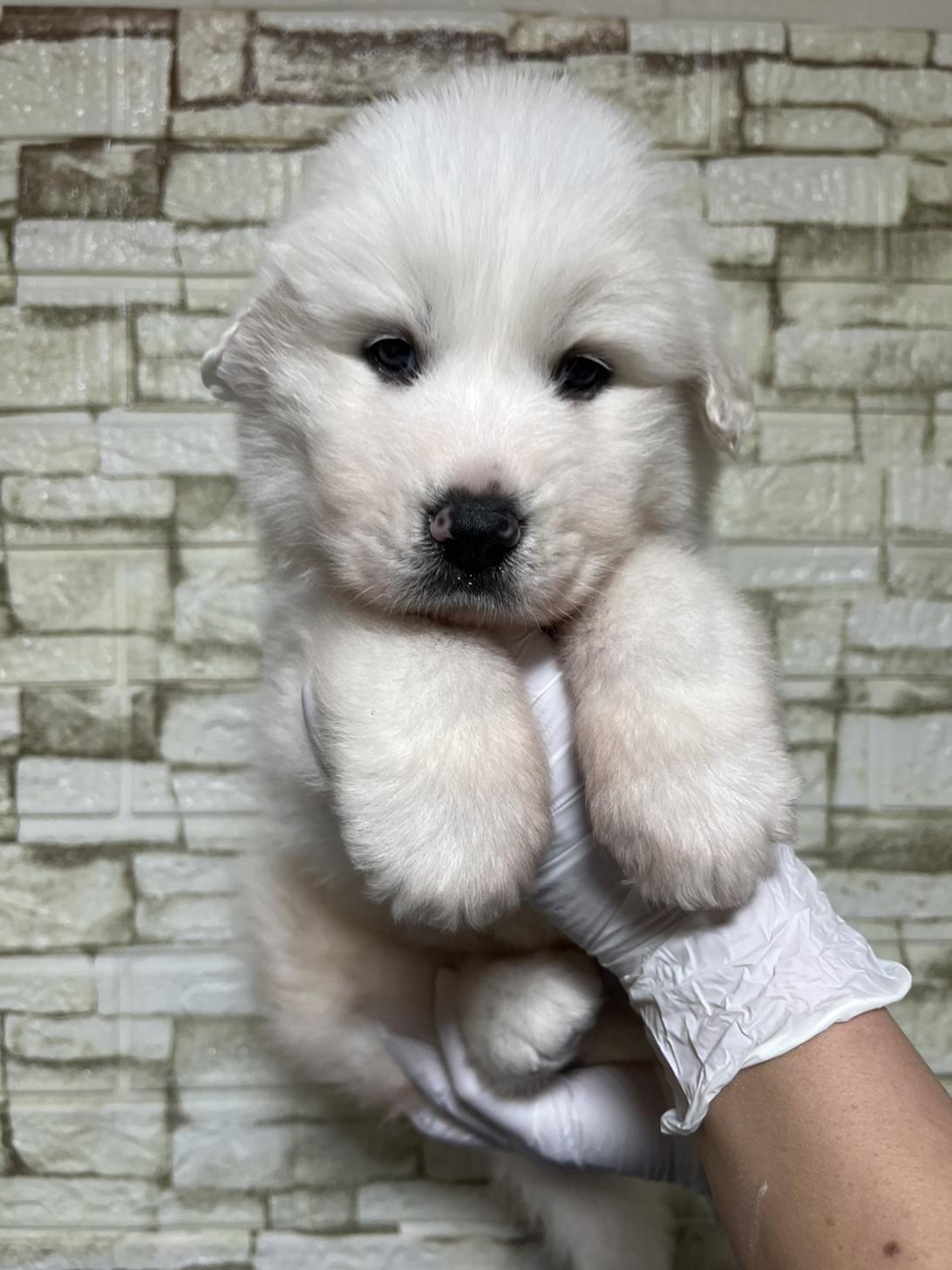 埼玉県のグレートピレニーズ (ペッツスマイル加須インター店/2025年11月29日生まれ/女の子/ホワイト)の子犬の1枚目の画像
