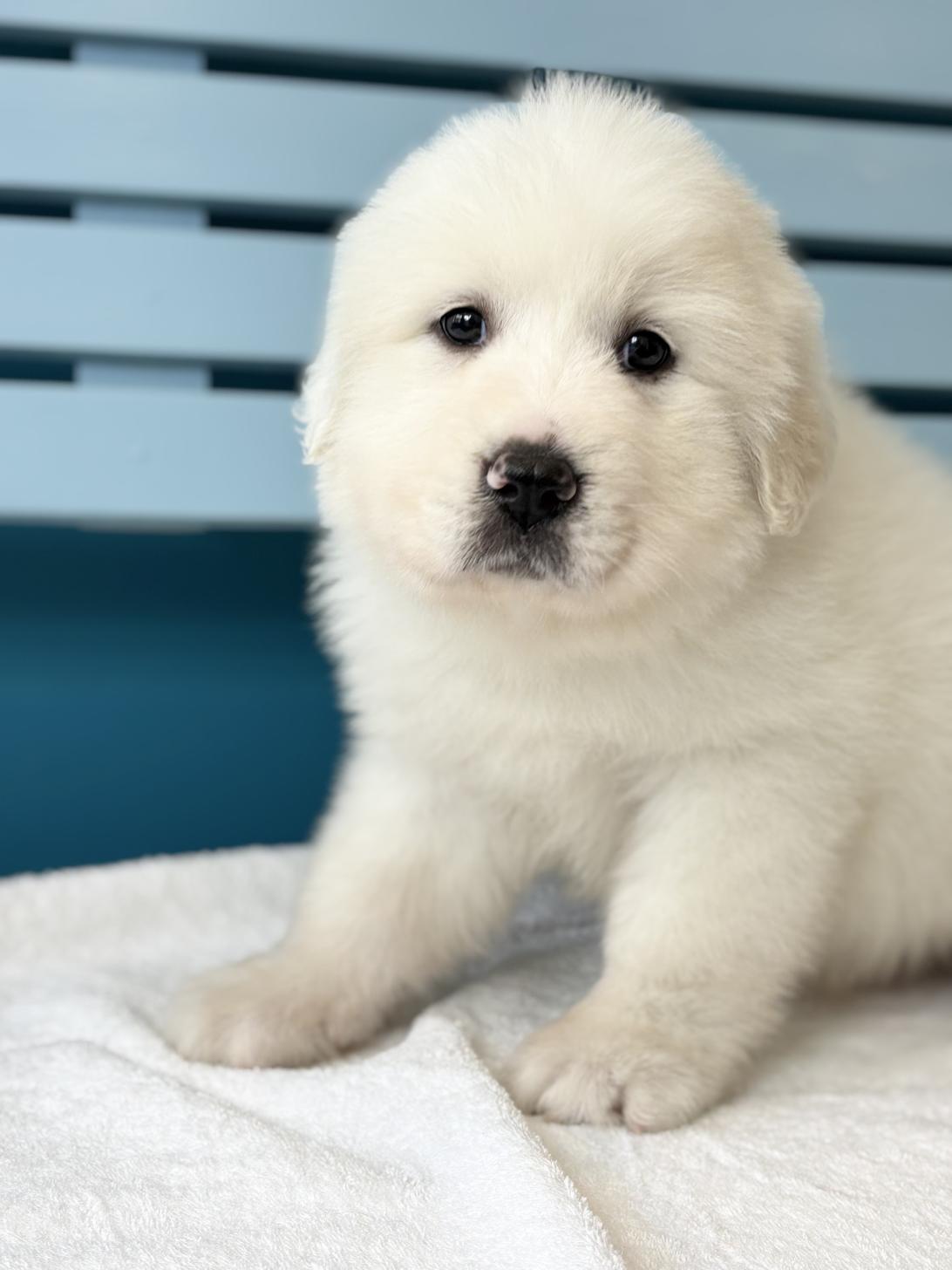 埼玉県のグレートピレニーズ (ペッツスマイル加須インター店/2025年11月29日生まれ/女の子/ホワイト)の子犬の1枚目の画像