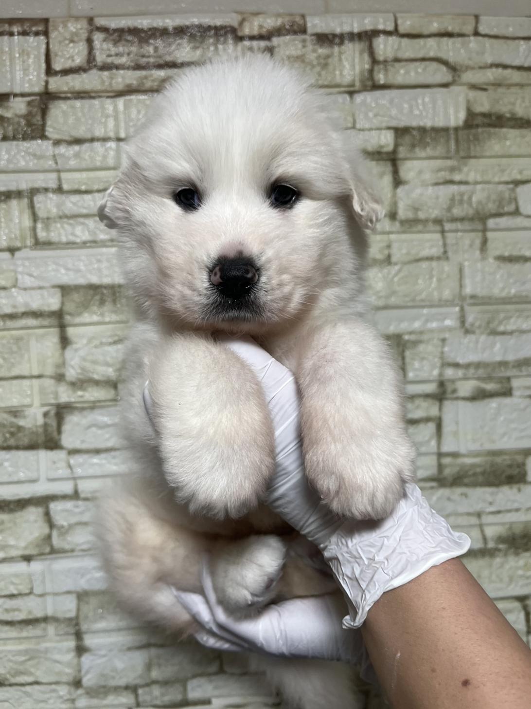 埼玉県のグレートピレニーズ (ペッツスマイル加須インター店/2025年11月29日生まれ/女の子/ホワイト)の子犬の2枚目の画像