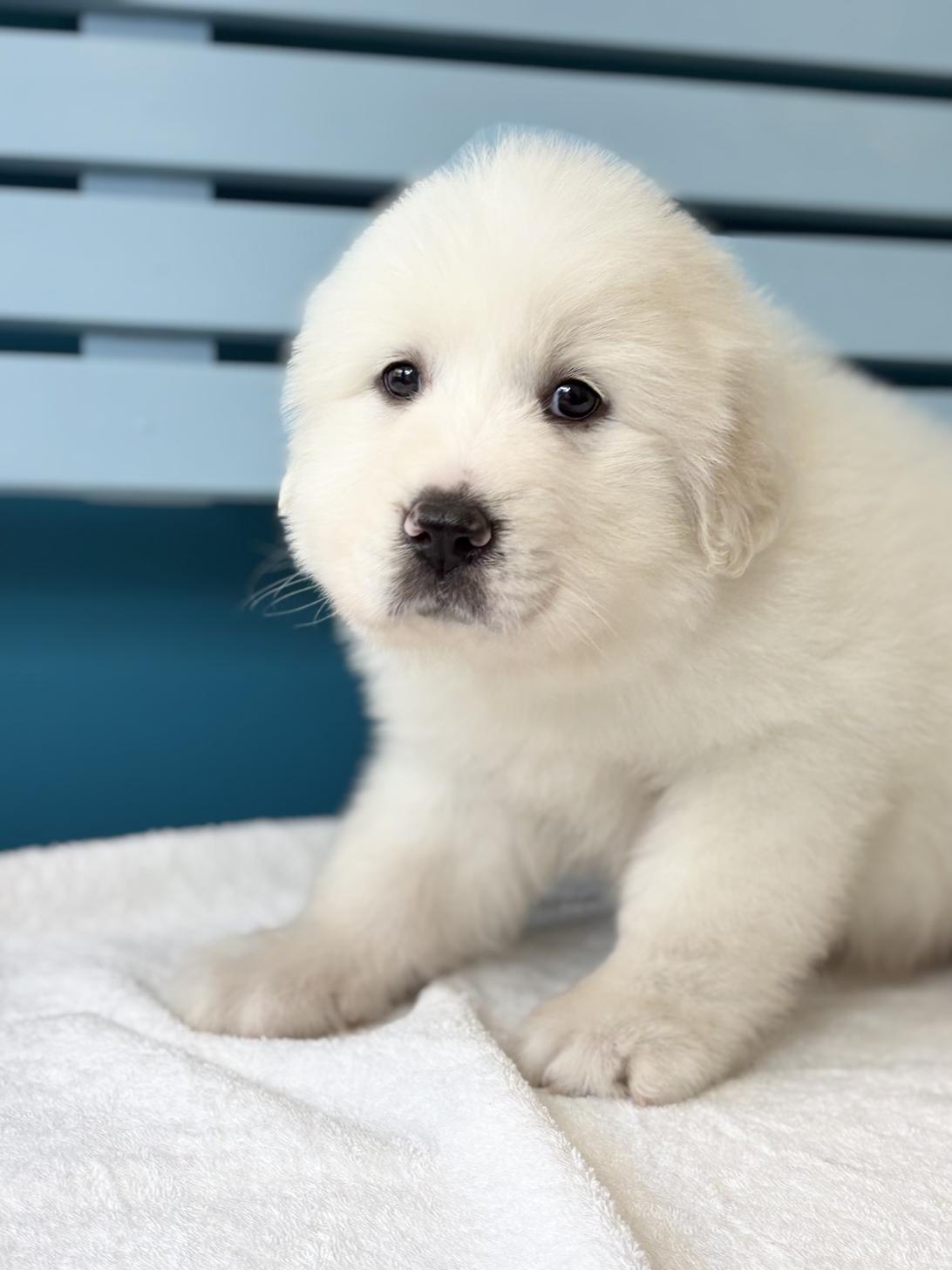 埼玉県のグレートピレニーズ (ペッツスマイル加須インター店/2025年11月29日生まれ/女の子/ホワイト)の子犬の2枚目の画像