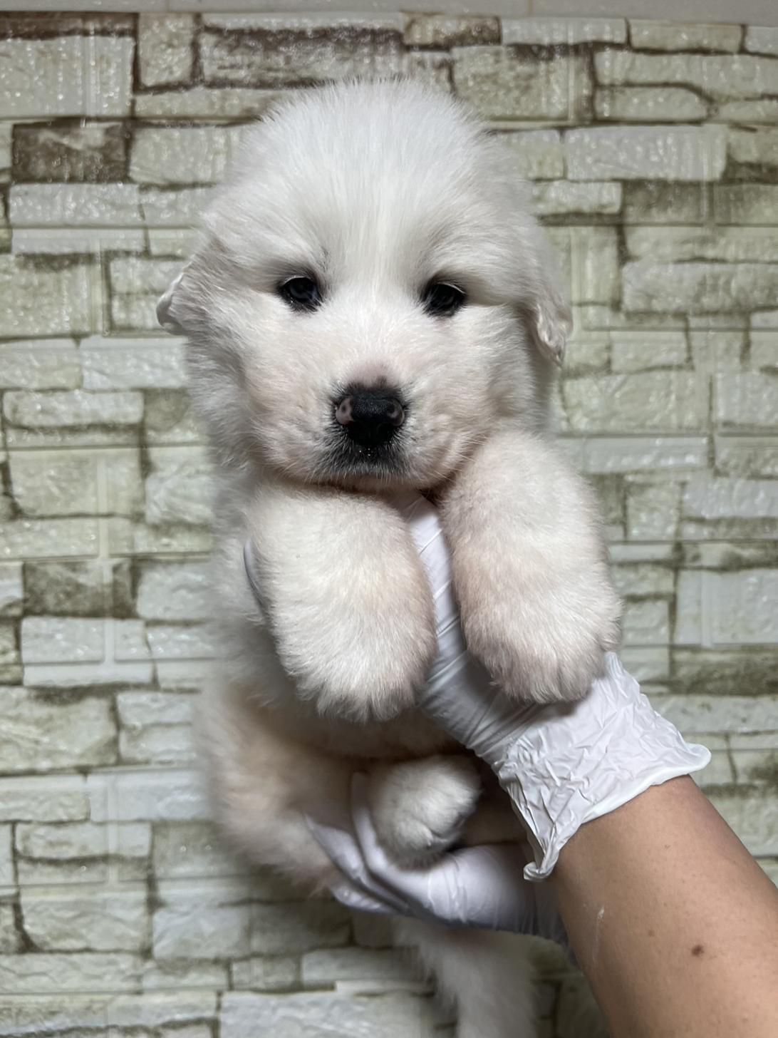 埼玉県のグレートピレニーズ (ペッツスマイル加須インター店/2025年11月29日生まれ/女の子/ホワイト)の子犬の3枚目の画像