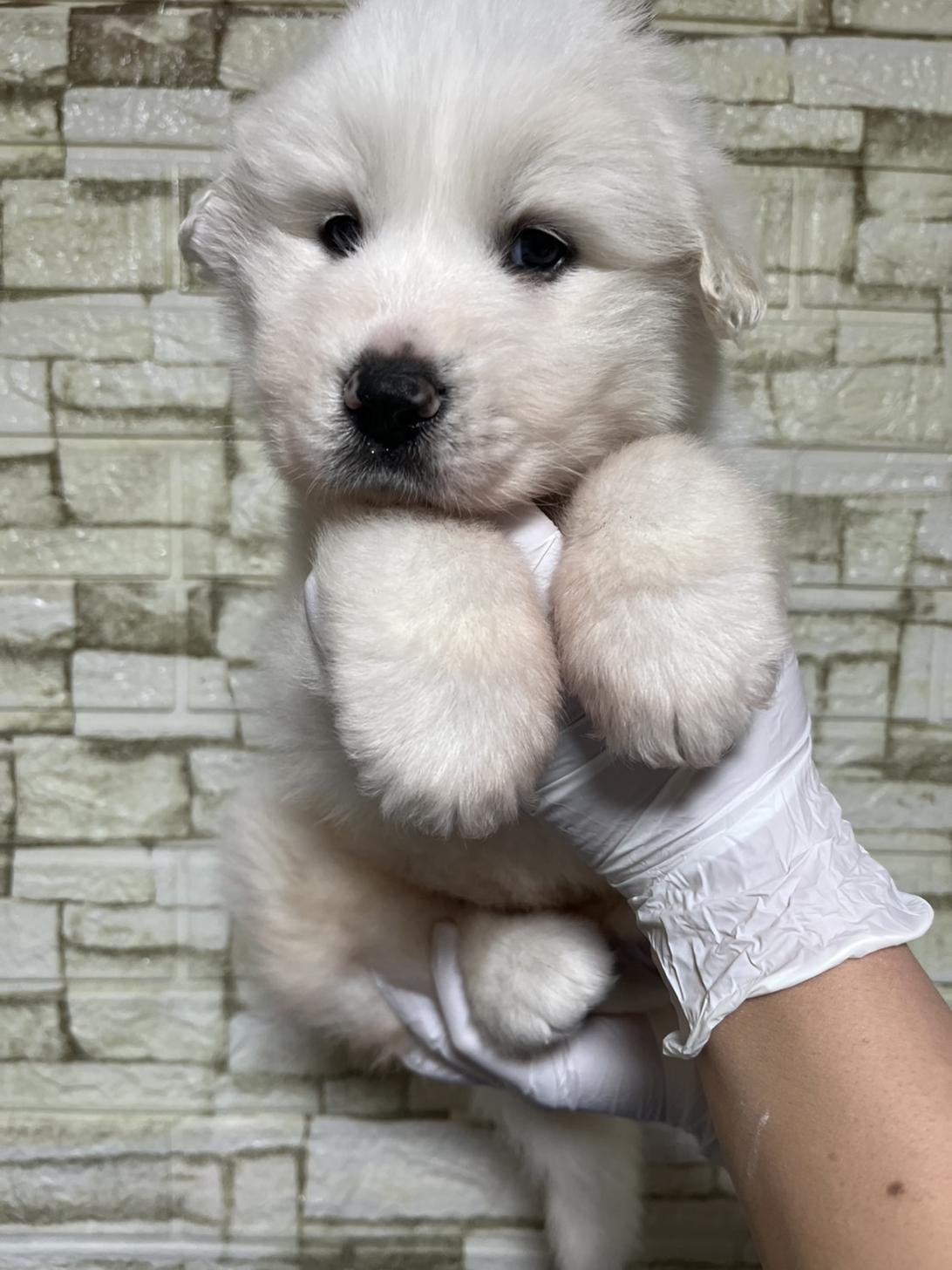 埼玉県のグレートピレニーズ (ペッツスマイル加須インター店/2025年11月29日生まれ/女の子/ホワイト)の子犬の4枚目の画像