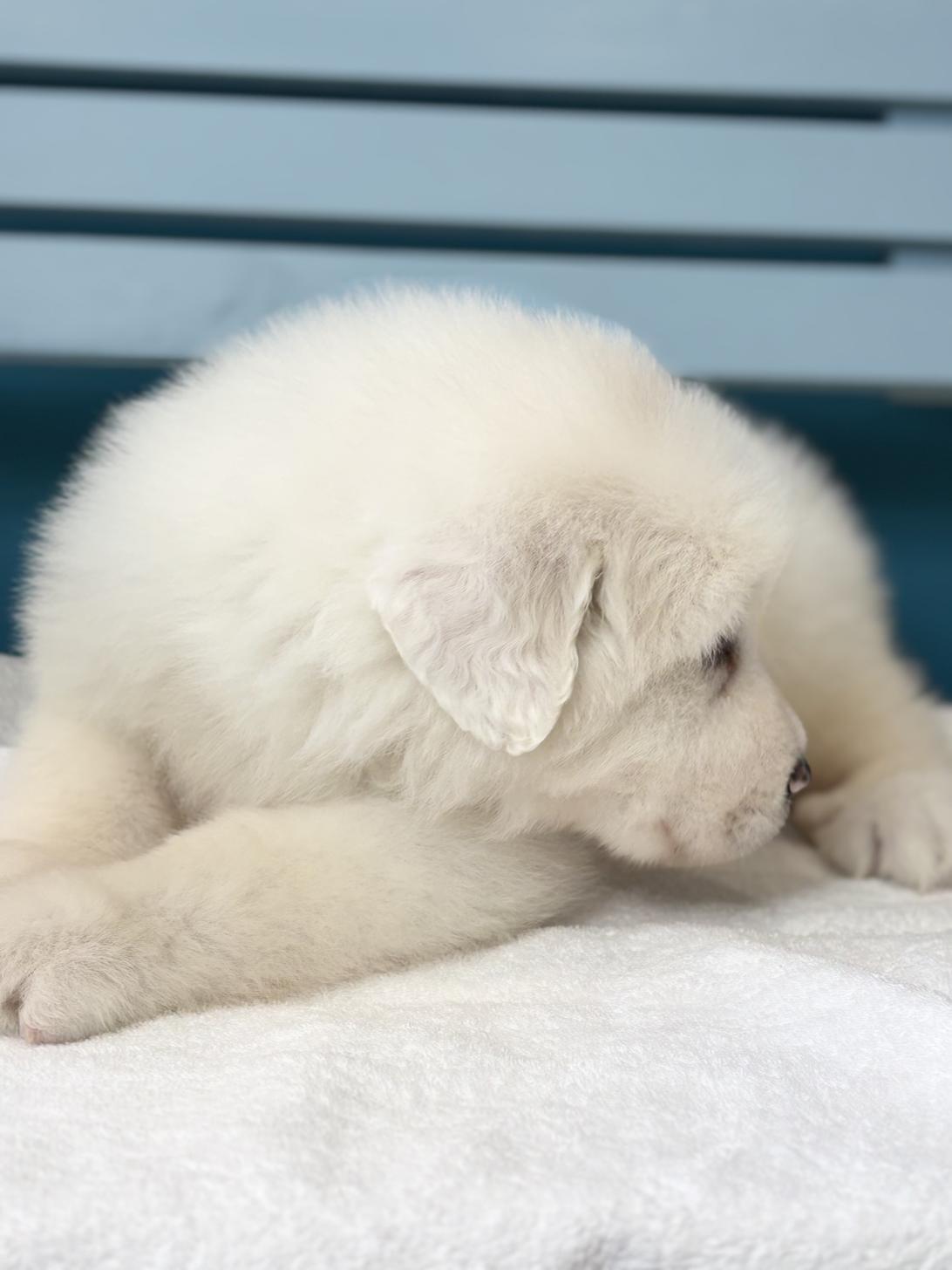 埼玉県のグレートピレニーズ (ペッツスマイル加須インター店/2025年11月29日生まれ/女の子/ホワイト)の子犬の4枚目の画像