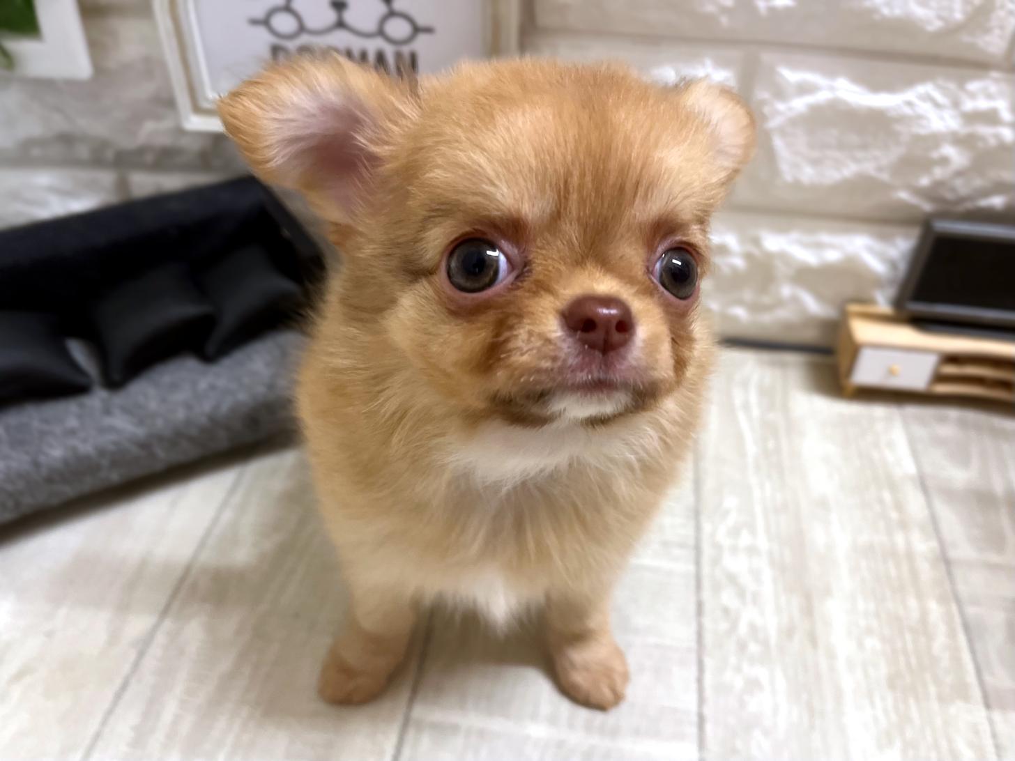 和歌山県のチワワ(ロング) (DOGMAN和歌山中之島店/2026年4月25日生まれ/女の子/チョコレートフォーン)の子犬の2枚目の画像
