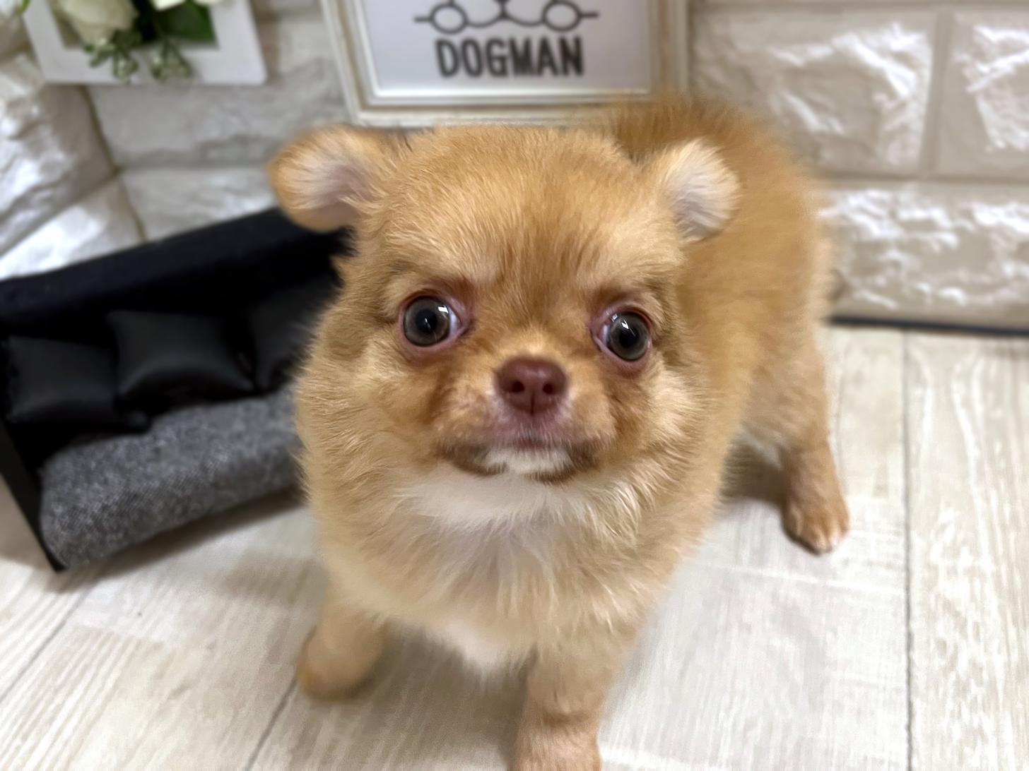 和歌山県のチワワ(ロング) (DOGMAN和歌山中之島店/2026年4月25日生まれ/女の子/チョコレートフォーン)の子犬の3枚目の画像