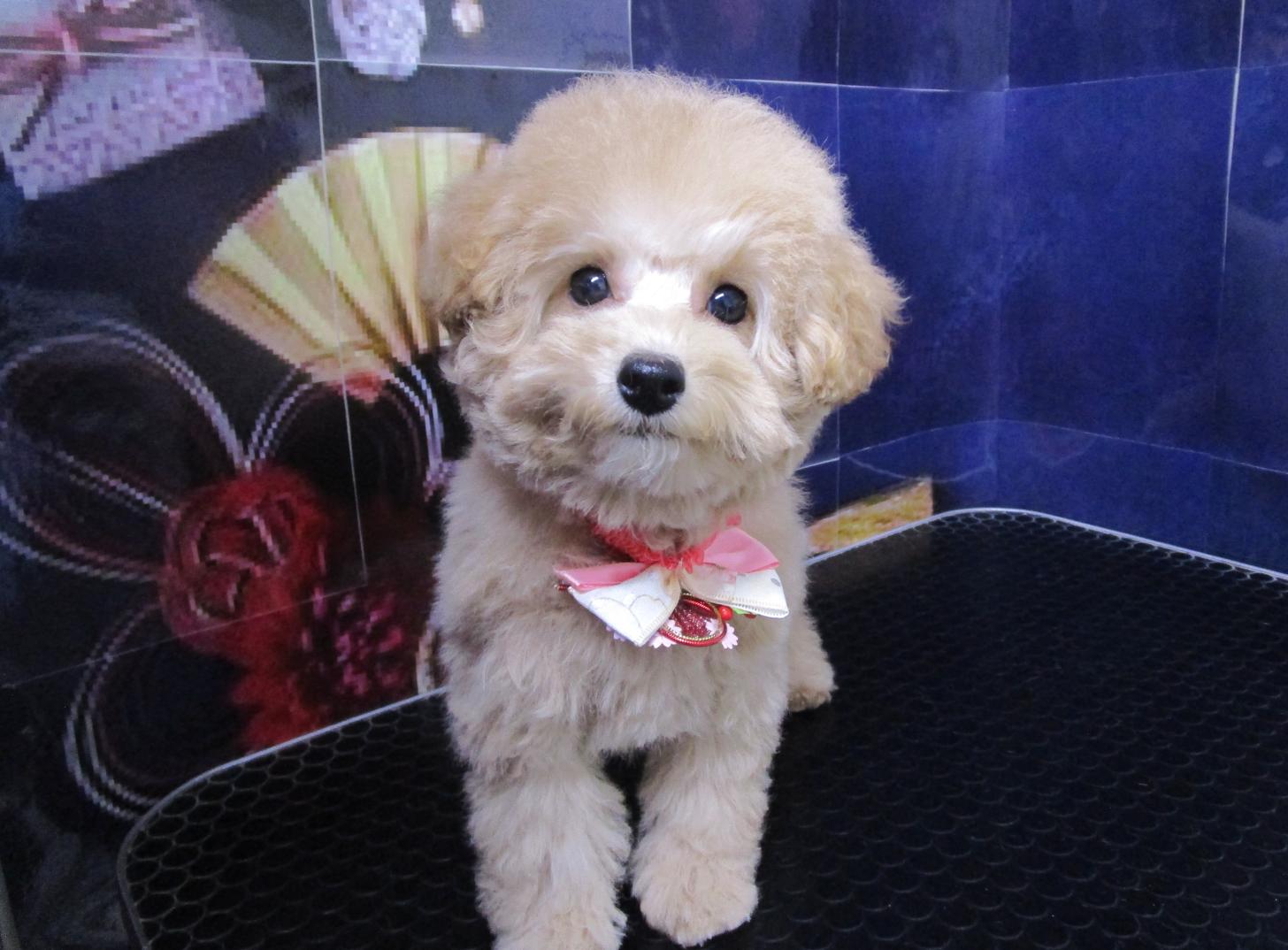 宮城県のトイプードル(トイ) (ズーズーカンパニー 八乙女店/2025年10月6日生まれ/女の子/アプリコット)の子犬の1枚目の画像