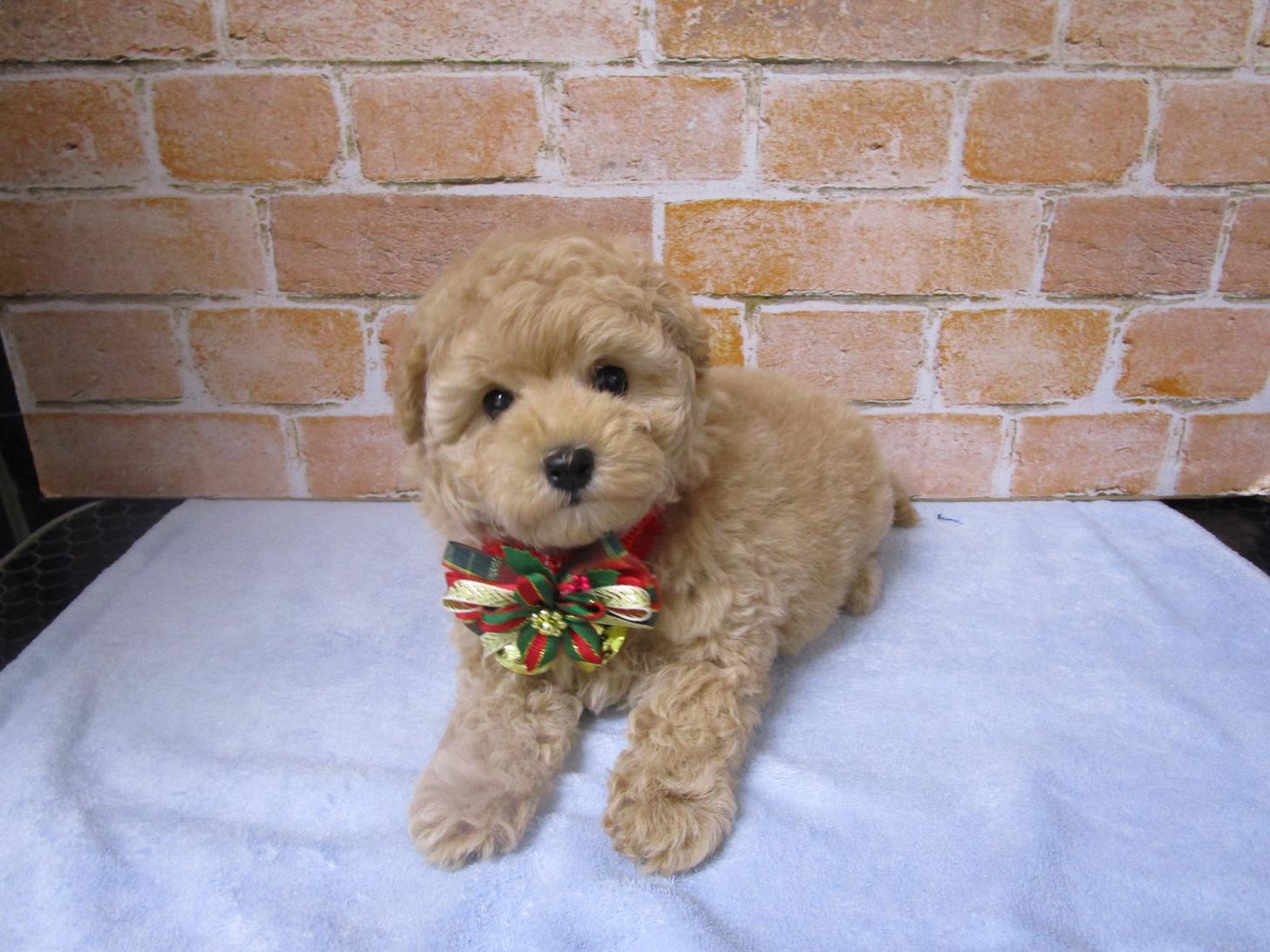 宮城県のトイプードル(トイ) (ズーズーカンパニー 八乙女店/2025年10月6日生まれ/女の子/アプリコット)の子犬の1枚目の画像