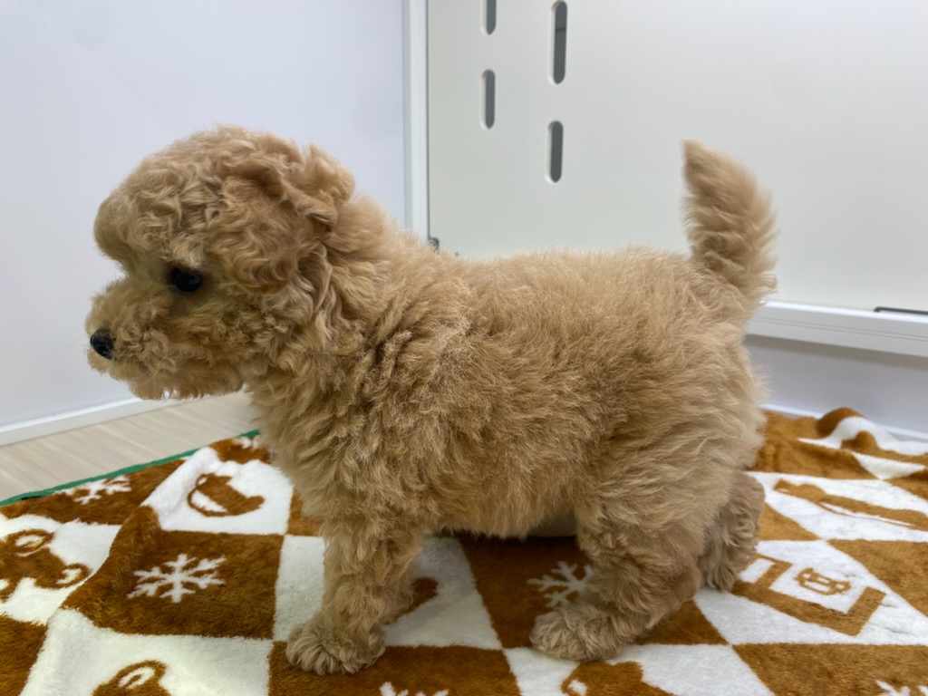 宮城県のトイプードル(トイ) (ズーズーカンパニー 八乙女店/2025年10月6日生まれ/女の子/アプリコット)の子犬の3枚目の画像