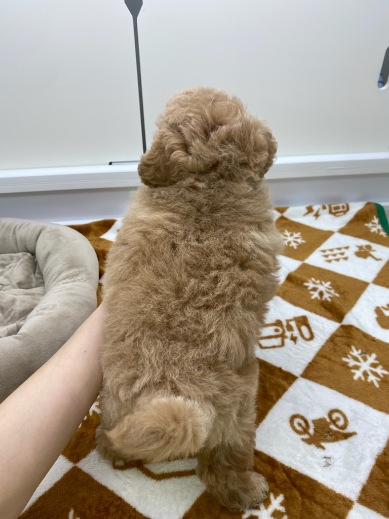 宮城県のトイプードル(トイ) (ズーズーカンパニー 八乙女店/2025年10月6日生まれ/女の子/アプリコット)の子犬の4枚目の画像