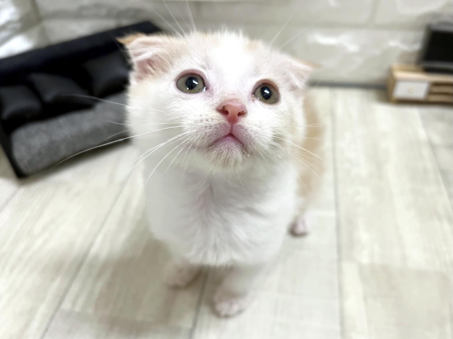 和歌山県のスコティッシュフォールド (DOGMAN和歌山中之島店/2026年3月21日生まれ/男の子/クリームタビーホワイト)の子猫の2枚目の画像