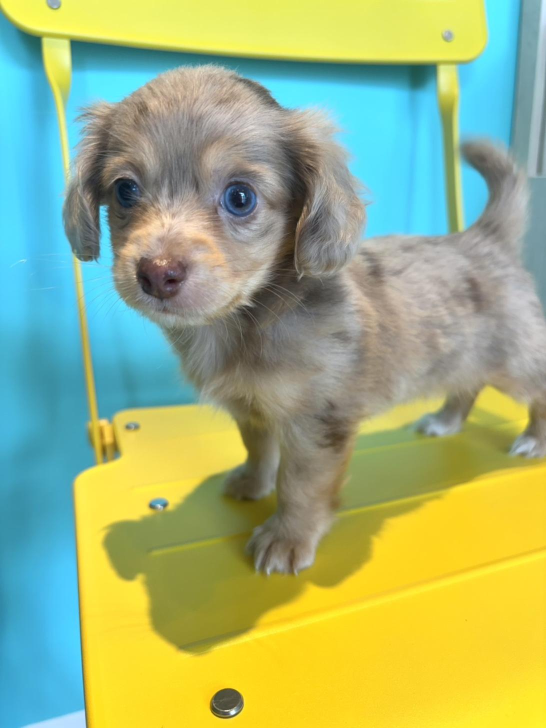埼玉県のチワックス(チワワ×ダックス) (PET SHOP Tiny tales/2026年4月18日生まれ/男の子/その他色)の子犬の2枚目の画像