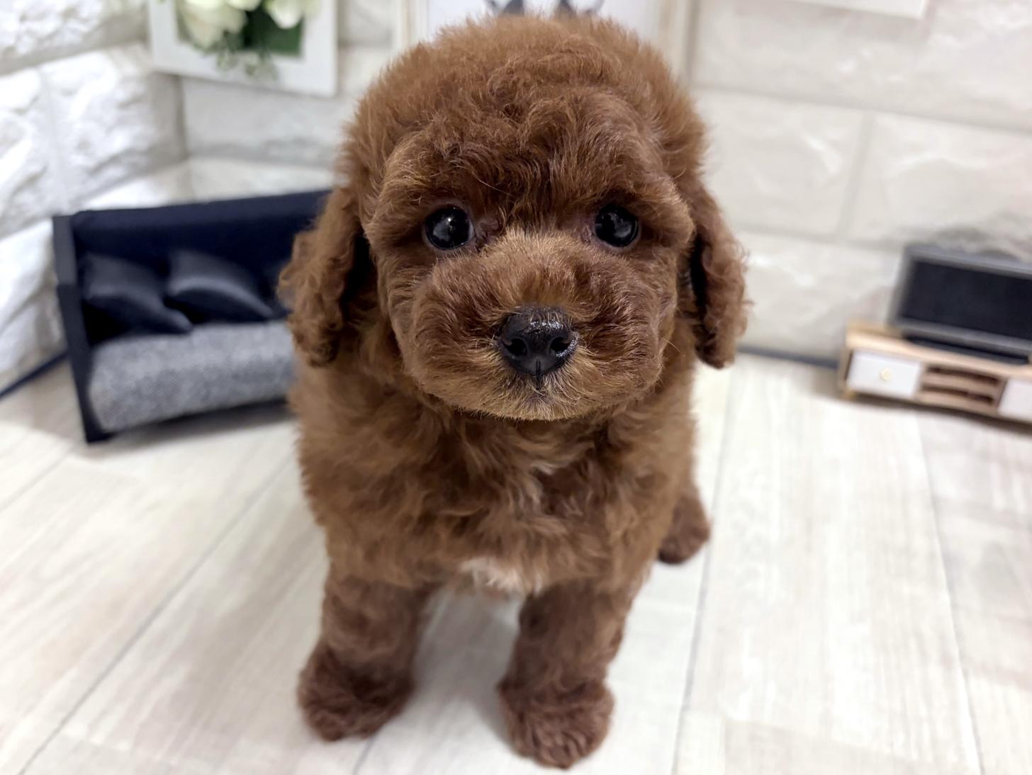 和歌山県のトイプードル(トイ) (DOGMAN和歌山中之島店/2026年6月1日生まれ/男の子/レッドフォーン)の子犬の1枚目の画像