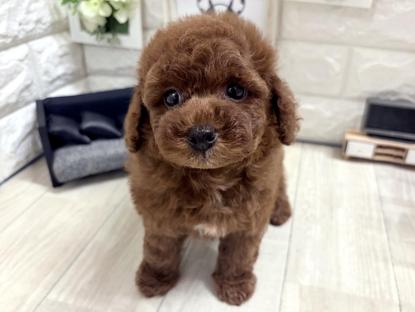 和歌山県のトイプードル(トイ) (DOGMAN和歌山中之島店/2026年6月1日生まれ/男の子/レッドフォーン)の子犬の2枚目の画像