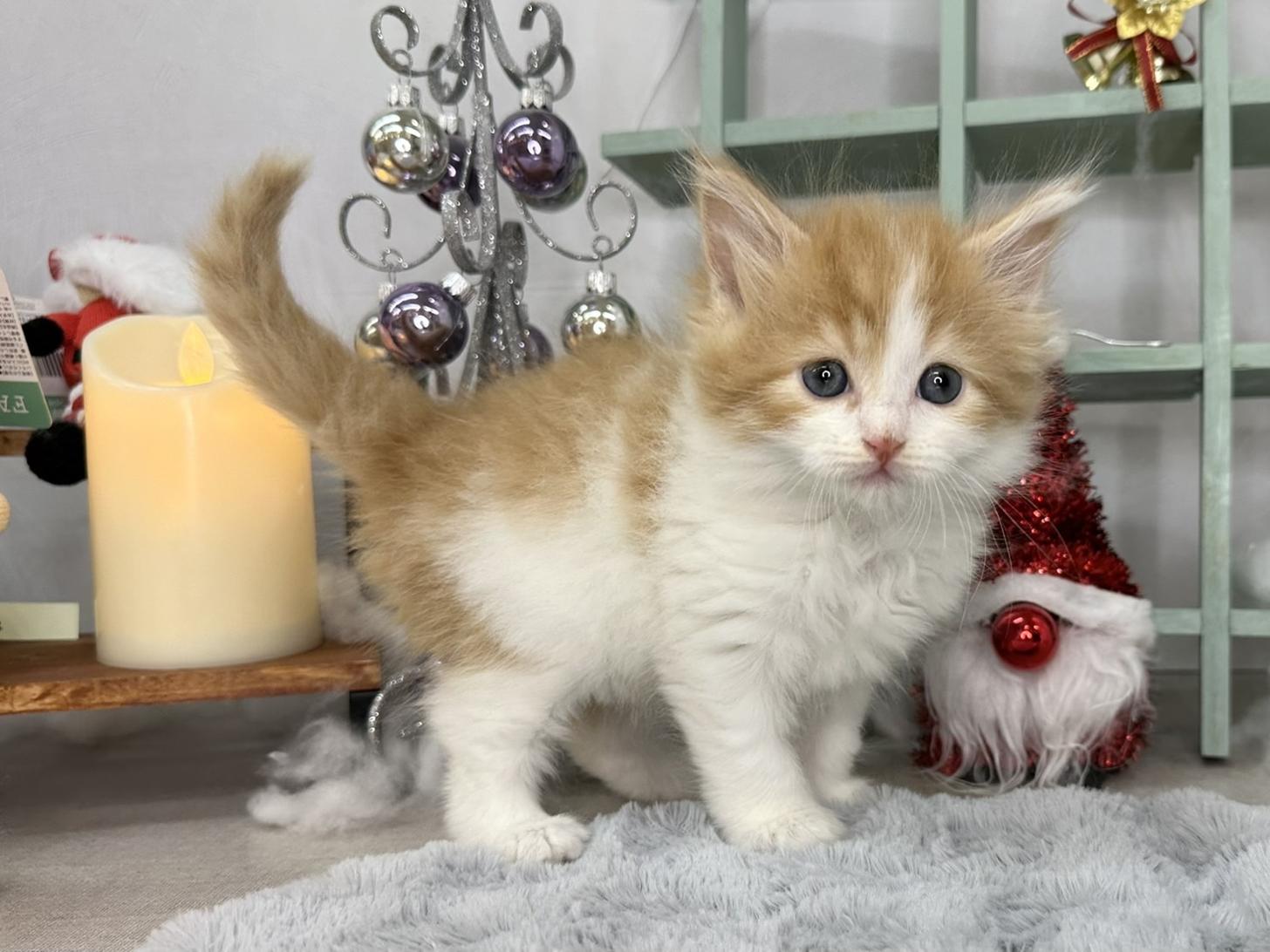 北海道のハーフ猫・ミックス猫 (ラブワンコ カインズ大曲店/2025年10月17日生まれ/男の子/レッドタビーホワイト)の子猫