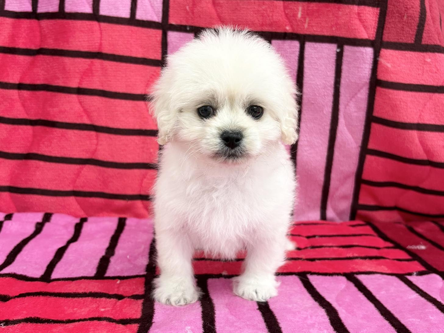 愛知県のペキプー(ペキニーズ×プードル) (ハピースペット春日井アミーゴ店/2025年11月6日生まれ/女の子/その他色)の子犬の1枚目の画像