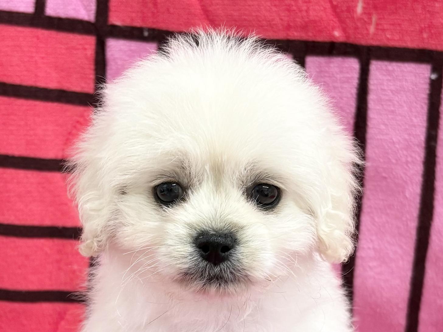 愛知県のペキプー(ペキニーズ×プードル) (ハピースペット春日井アミーゴ店/2025年11月6日生まれ/女の子/その他色)の子犬の2枚目の画像