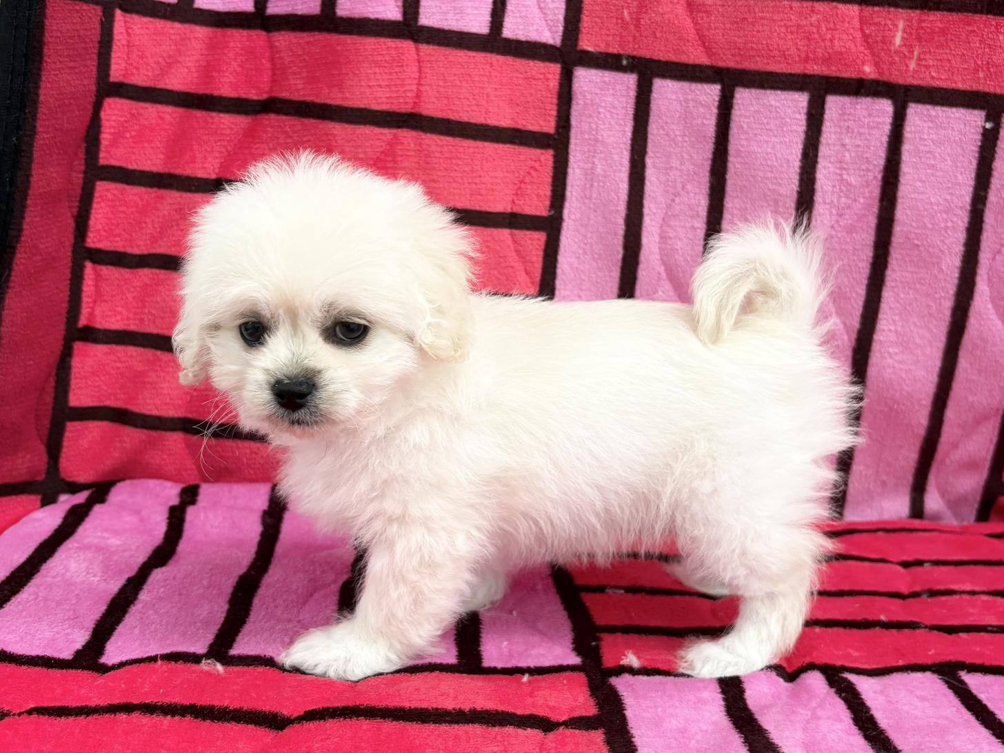 愛知県のペキプー(ペキニーズ×プードル) (ハピースペット春日井アミーゴ店/2025年11月6日生まれ/女の子/その他色)の子犬の3枚目の画像