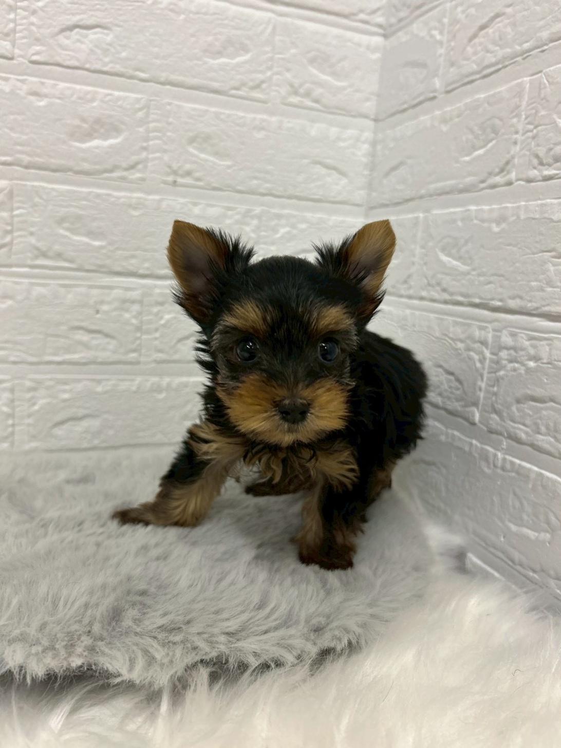 東京都のヨークシャーテリア (ペットショップcoco東京港区店/2025年11月24日生まれ/男の子/スチールブルータン)の子犬