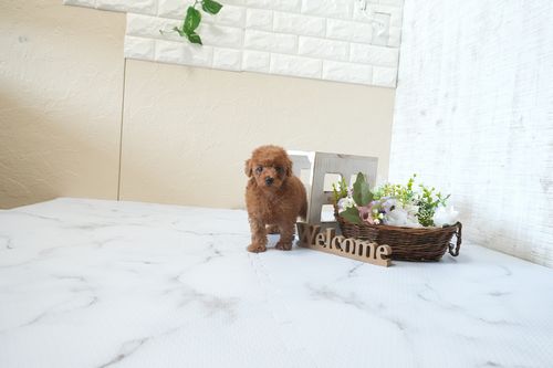 滋賀県のトイプードル(タイニー) (いっぷく湖南店/2026年2月26日生まれ/女の子/レッドフォーン)の子犬の1枚目の画像