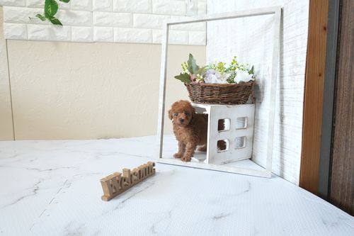 滋賀県のトイプードル(タイニー) (いっぷく湖南店/2026年2月26日生まれ/女の子/レッドフォーン)の子犬の2枚目の画像