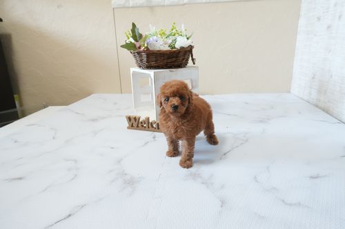 滋賀県のトイプードル(タイニー) (いっぷく湖南店/2026年2月26日生まれ/女の子/レッドフォーン)の子犬の3枚目の画像