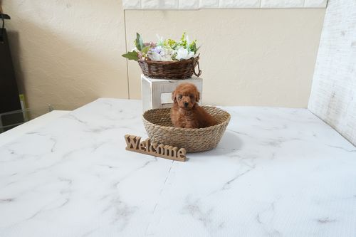 滋賀県のトイプードル(タイニー) (いっぷく湖南店/2026年2月26日生まれ/女の子/レッドフォーン)の子犬の4枚目の画像