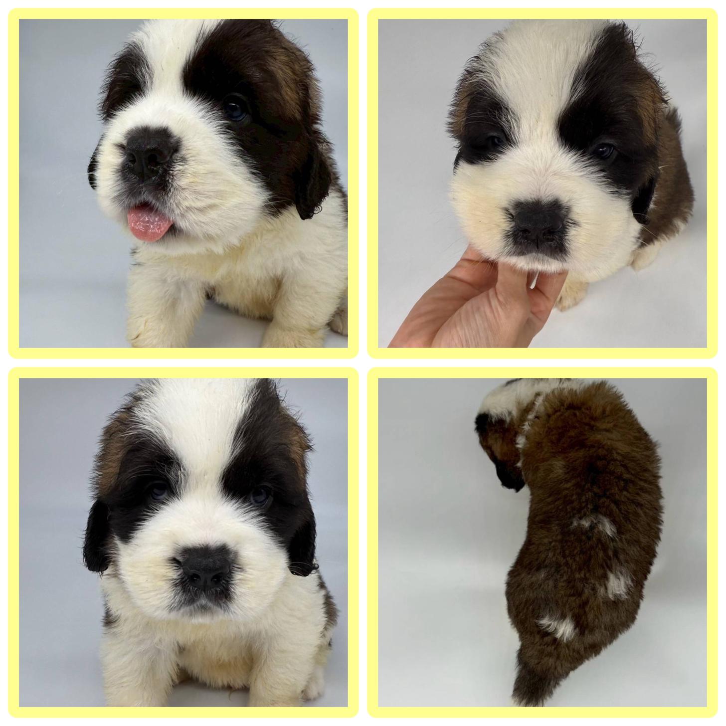 埼玉県のセントバーナード (ADELE PETS/2025年4月13日生まれ/男の子/レッドホワイト)の子犬