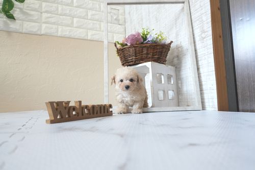 滋賀県のトイプードル(トイ) (いっぷく湖南店/2025年5月29日生まれ/女の子/ペールフォーン)の子犬の2枚目の画像