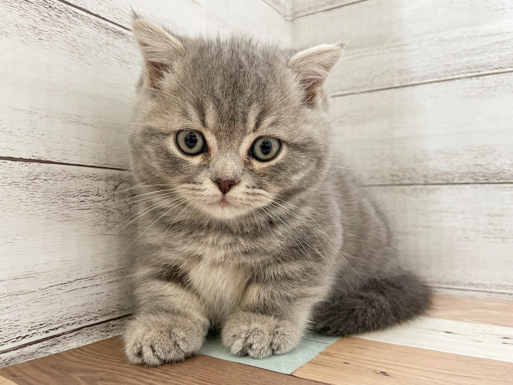 新潟県のミックス              スコテッシュフォールド×マンチカン (竹内ペット 新津本店/2025年9月4日生まれ/男の子/その他色)の子猫の1枚目の画像