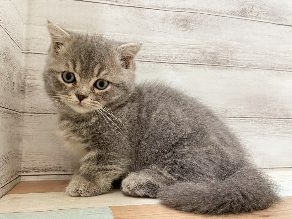 新潟県のミックス              スコテッシュフォールド×マンチカン (竹内ペット 新津本店/2025年9月4日生まれ/男の子/その他色)の子猫の3枚目の画像