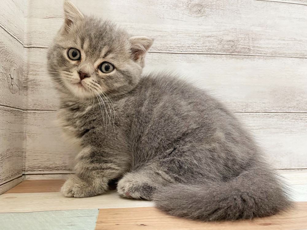 新潟県のミックス              スコテッシュフォールド×マンチカン (竹内ペット 新津本店/2025年9月4日生まれ/男の子/その他色)の子猫の4枚目の画像