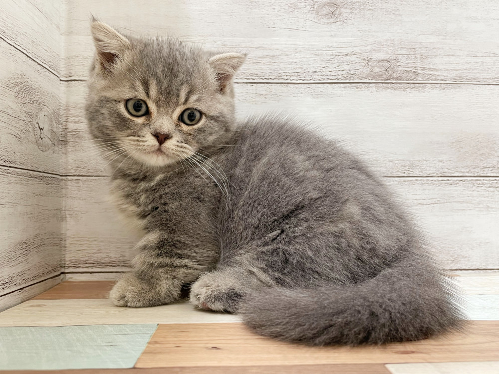 2025年9月4日生まれのミックス              スコテッシュフォールド×マンチカンの5枚目の写真