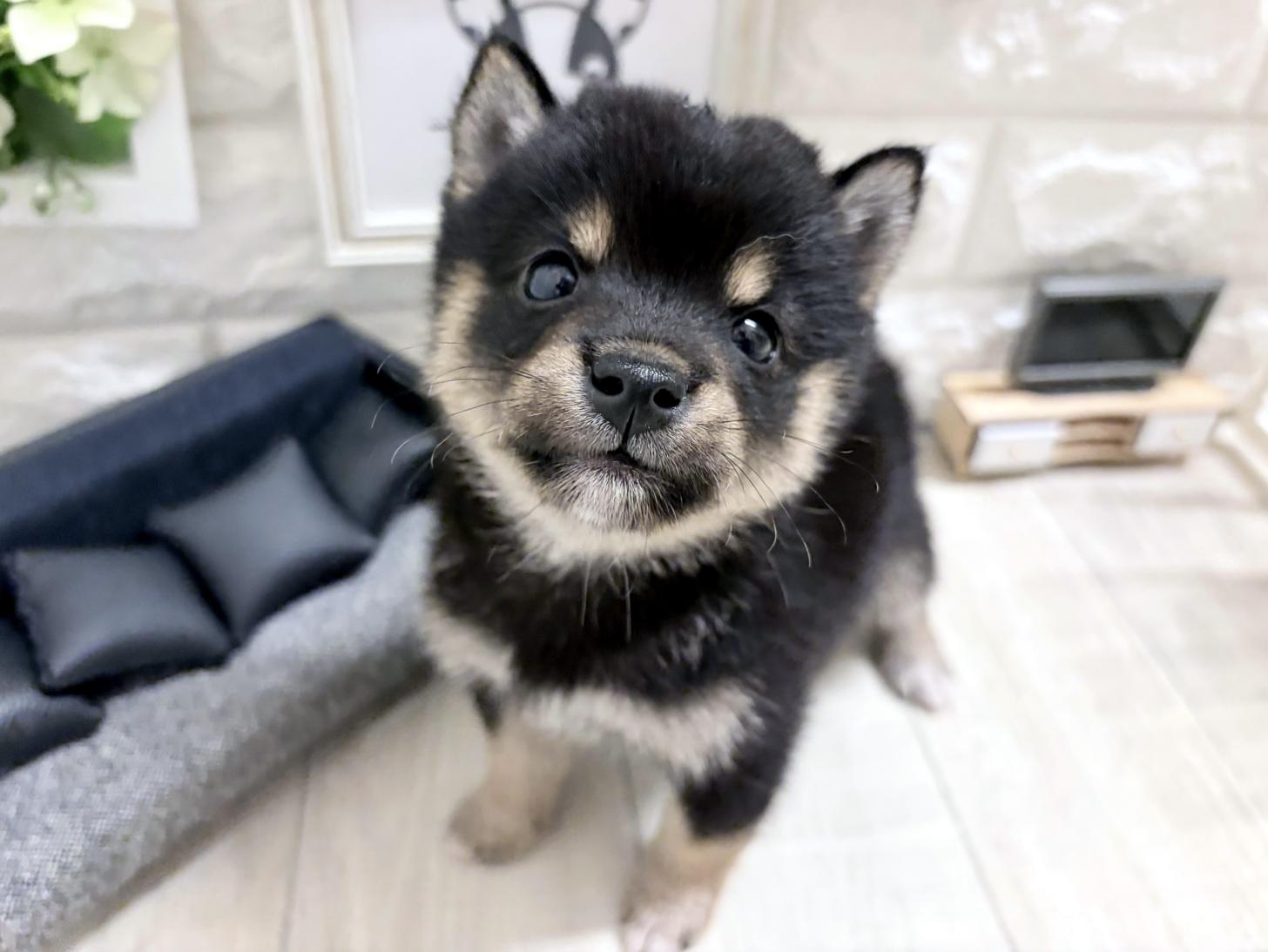 大阪府の豆柴 (DOGMAN平野瓜破店/2026年7月20日生まれ/男の子/黒)の子犬の1枚目の画像