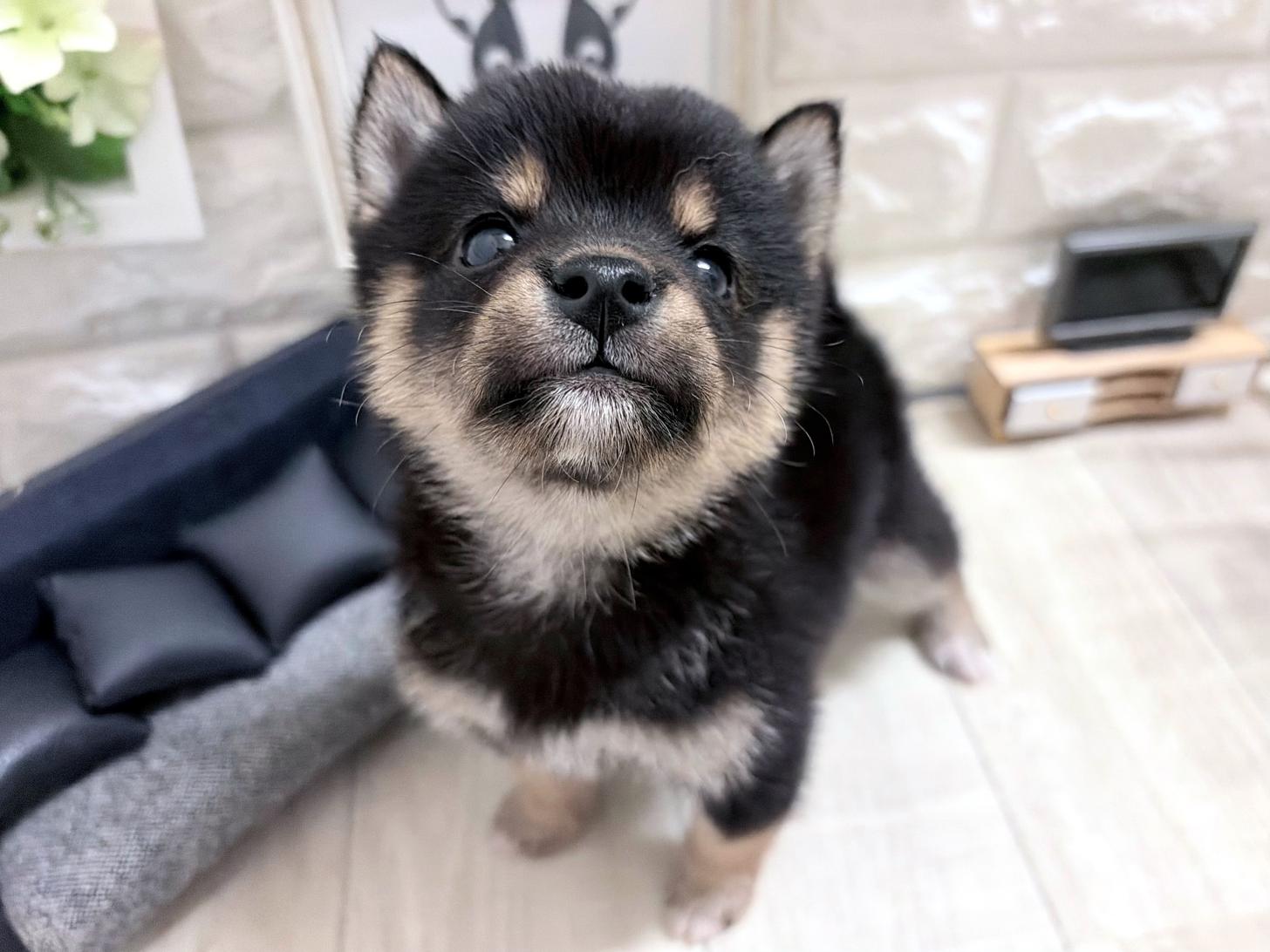 大阪府の豆柴 (DOGMAN平野瓜破店/2026年7月20日生まれ/男の子/黒)の子犬の2枚目の画像