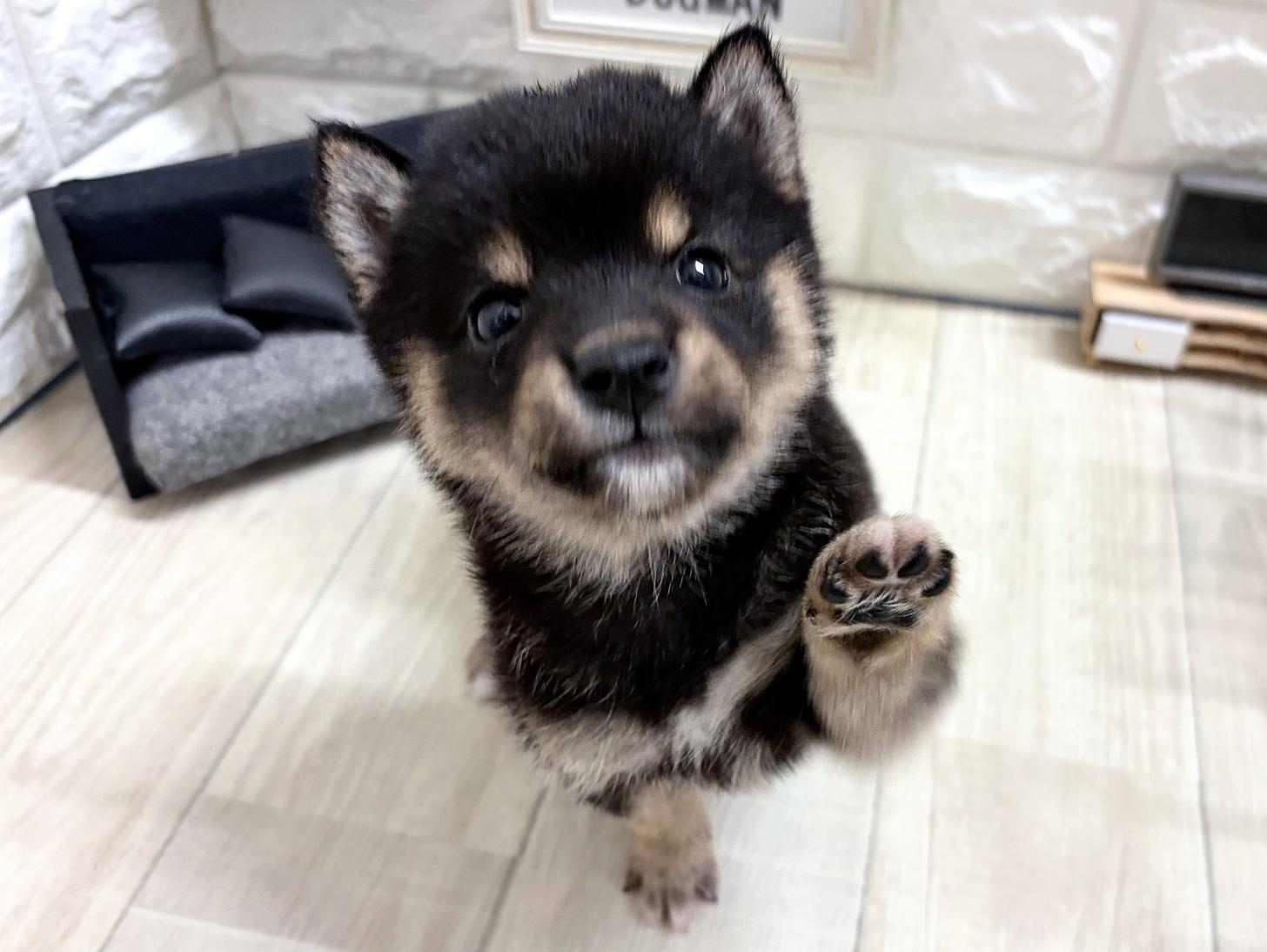 大阪府の豆柴 (DOGMAN平野瓜破店/2026年7月20日生まれ/男の子/黒)の子犬の3枚目の画像