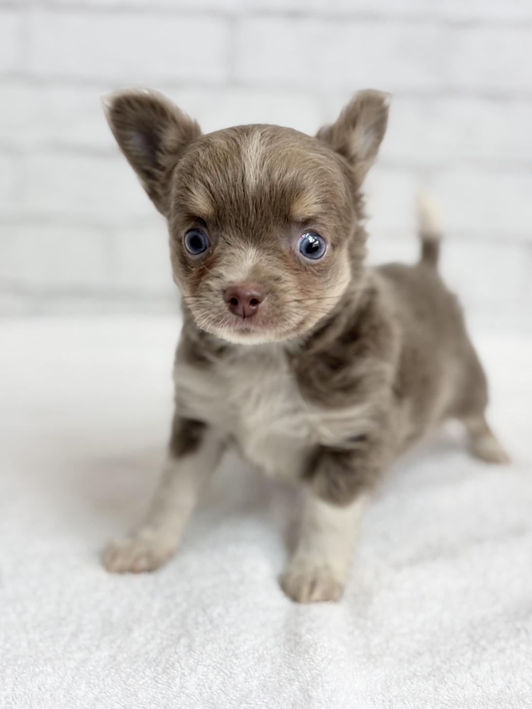 埼玉県のチワワ(ロング) (ペッツスマイル加須インター店/2025年8月22日生まれ/男の子/イザベラタンホワイト)の子犬の1枚目の画像