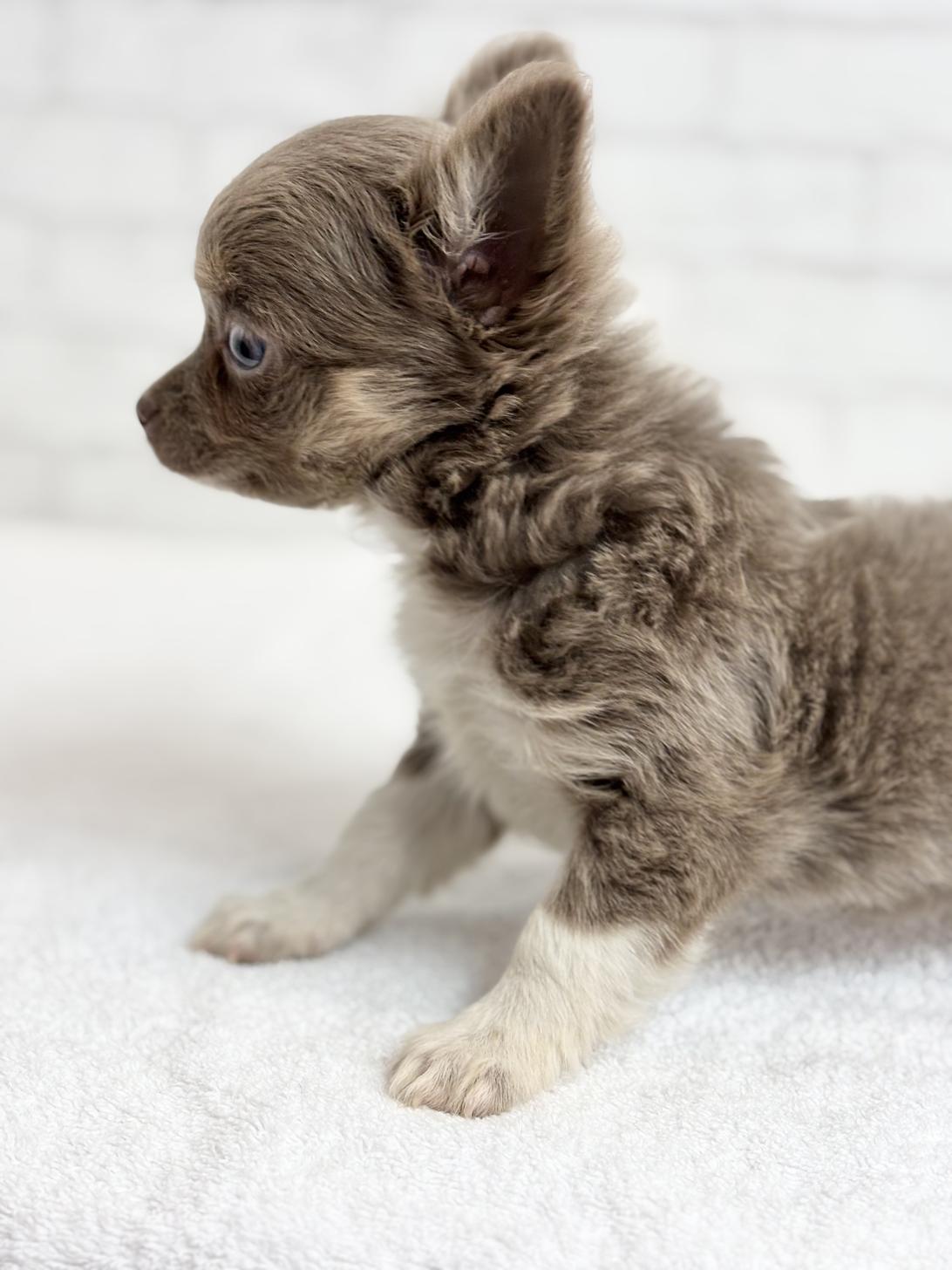 埼玉県のチワワ(ロング) (ペッツスマイル加須インター店/2025年8月22日生まれ/男の子/イザベラタンホワイト)の子犬の2枚目の画像