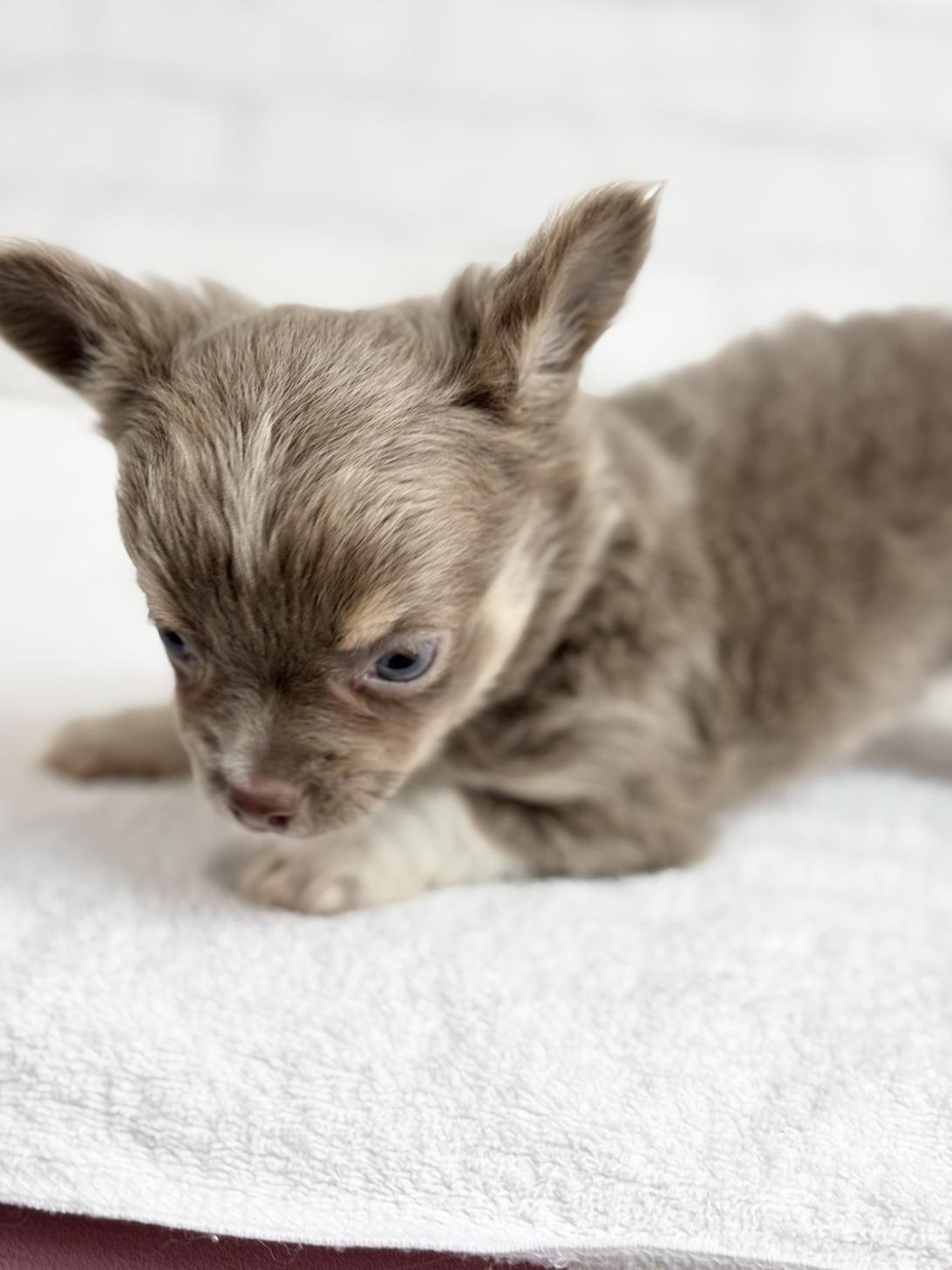 埼玉県のチワワ(ロング) (ペッツスマイル加須インター店/2025年8月22日生まれ/男の子/イザベラタンホワイト)の子犬の3枚目の画像